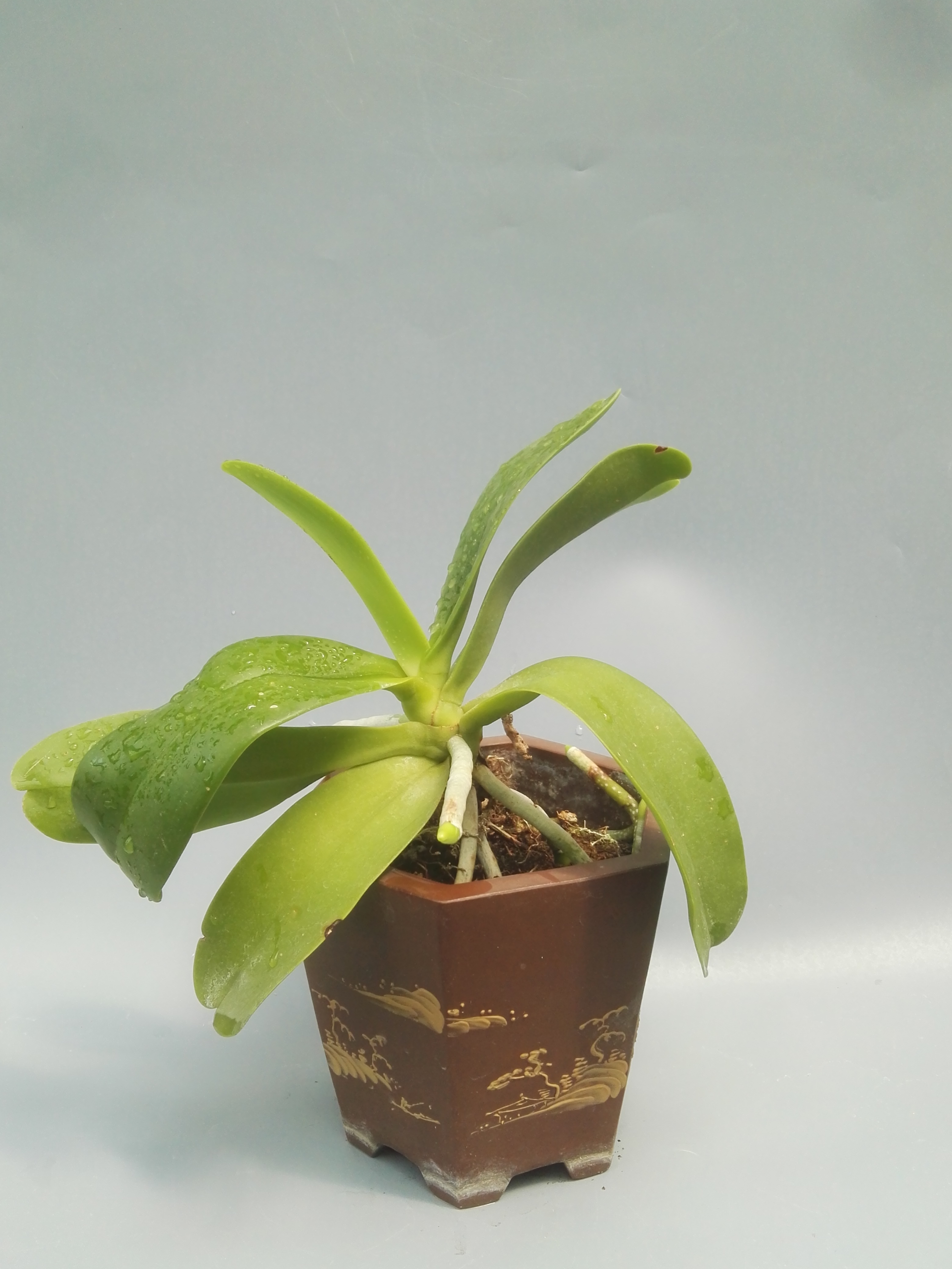 风靡亚洲的凤兰清香沁人,叶,根皆具观赏性,国内尚无真正玩儿家