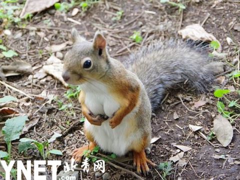 叫我"大胸鼠"!日本一只松鼠因性感"胸肌"成网红