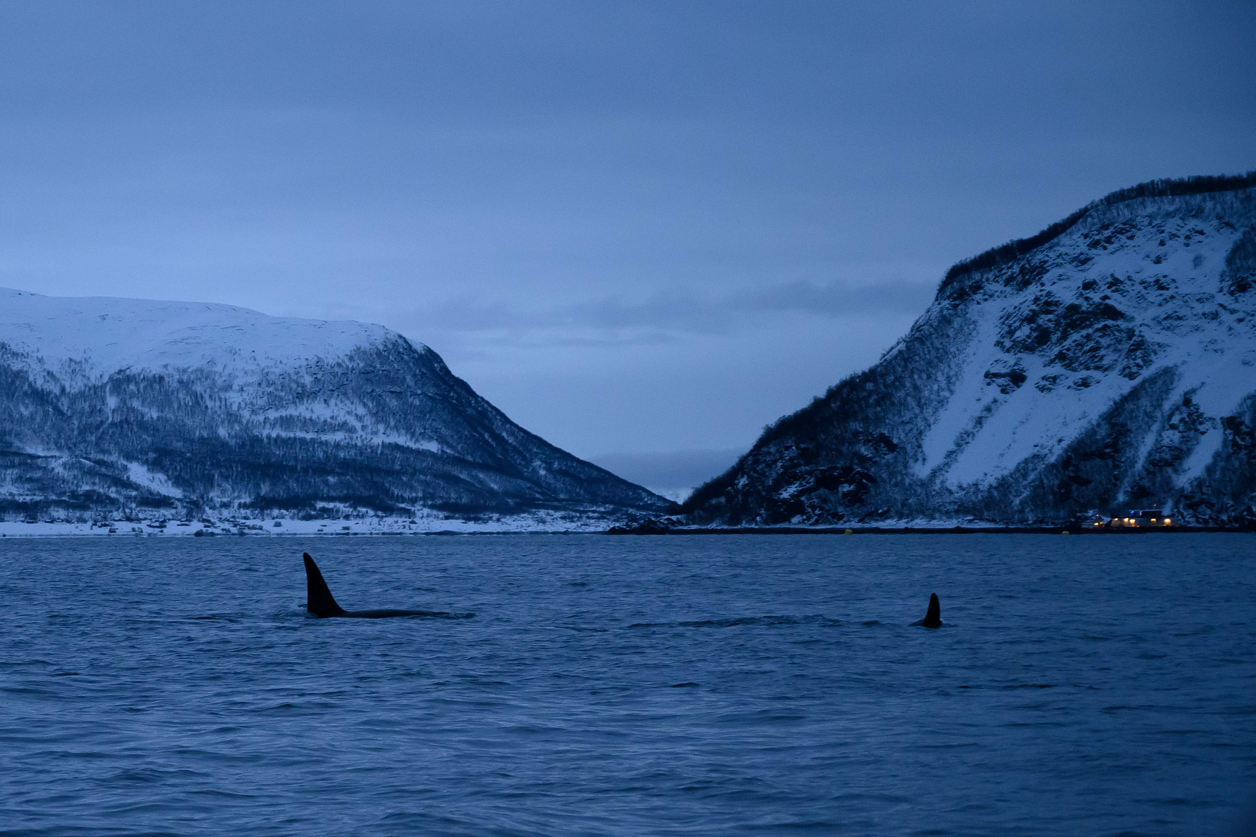 北极地区的逆戟鲸