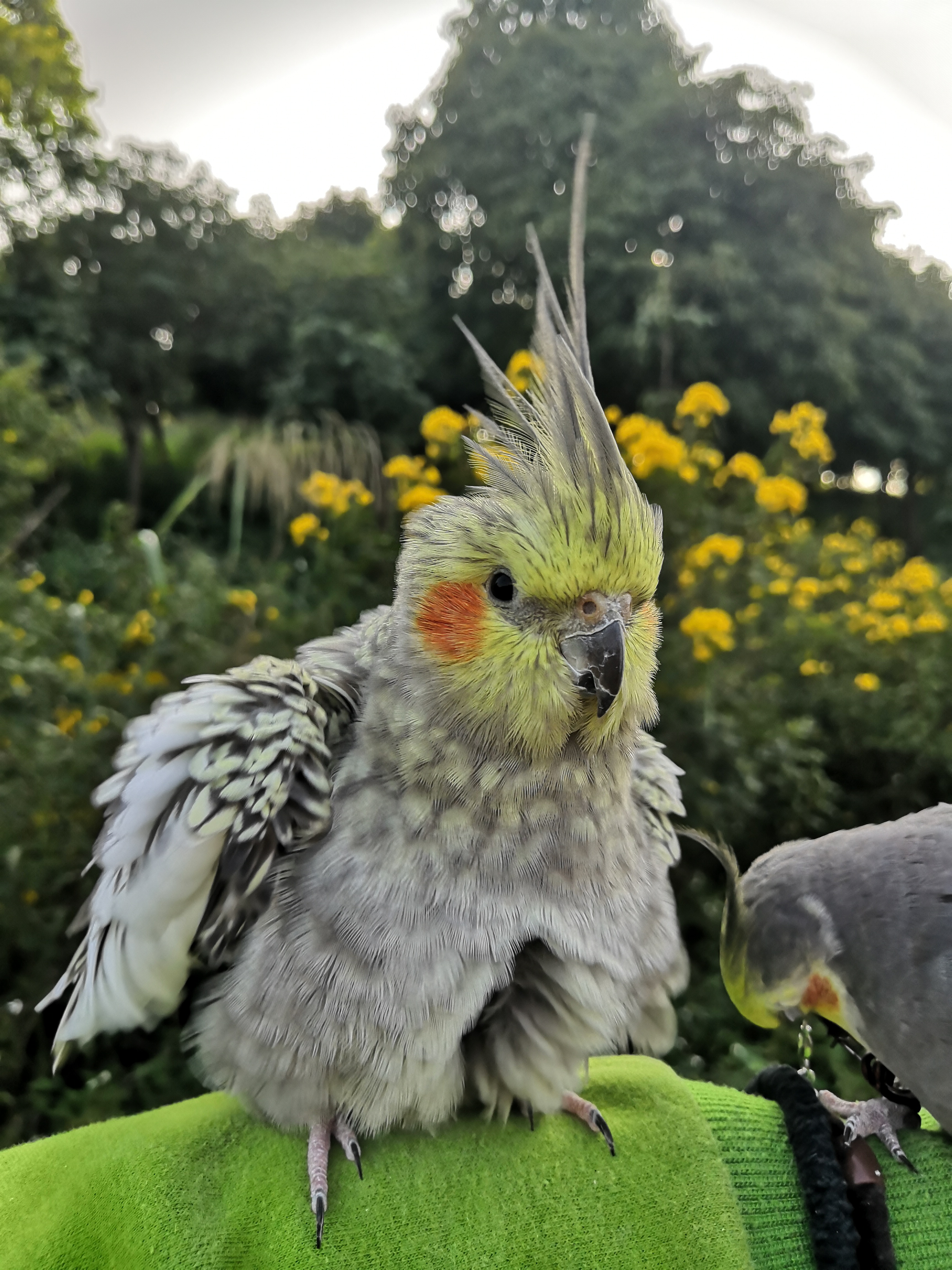 带着玄凤鹦鹉去踏青