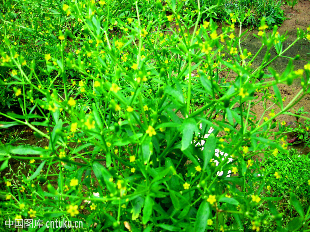 农村种植的水芹菜,美观又好吃