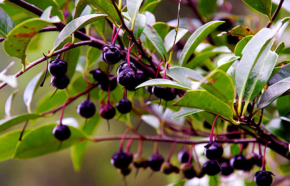 农村这种野果,看起来像"蓝莓",很多小伙伴吃过,却不知其效果