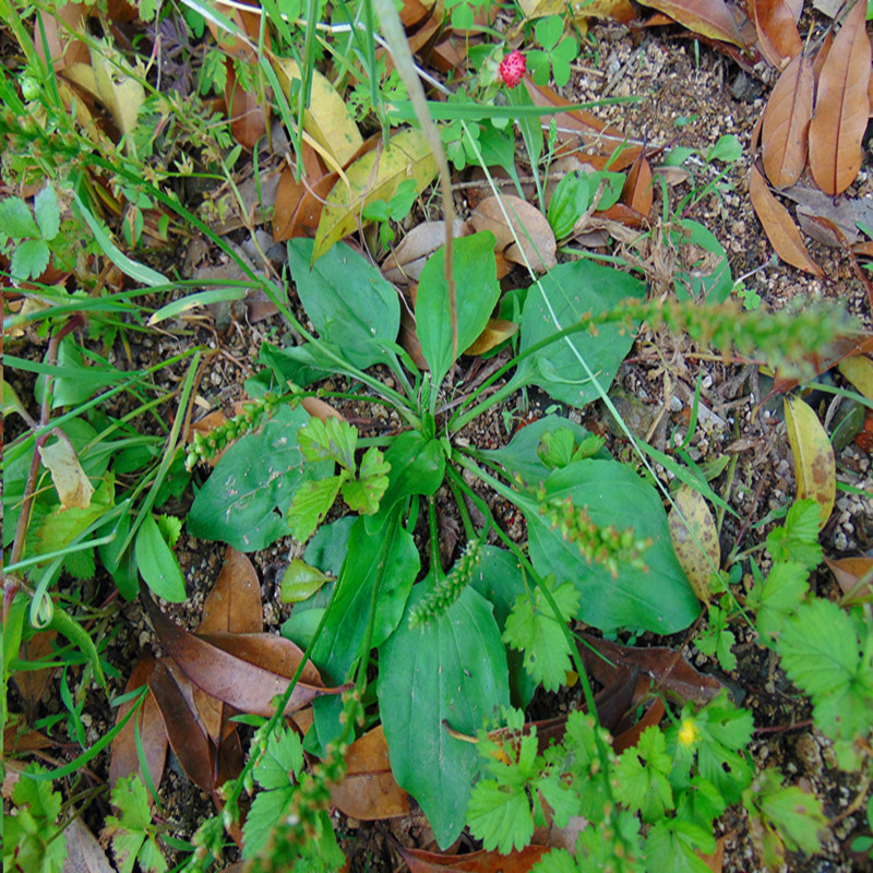 农民曾用它喂猪,如今有人靠它发财,20多块钱一斤,很值钱!