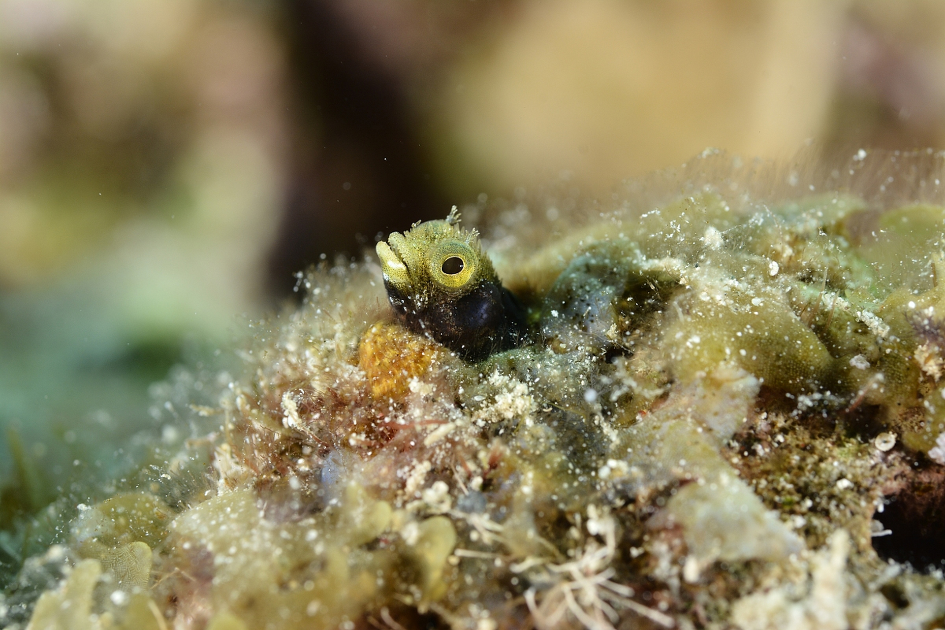 地球上存在一种奇怪的生物,名叫"水熊虫",也被称