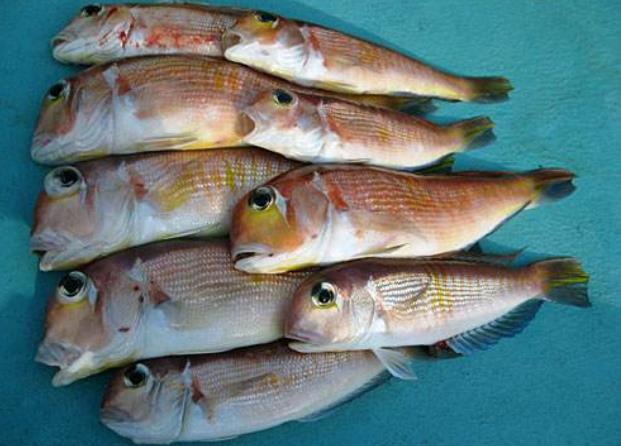 这种鱼体型小巧眼睛大,肉质细嫩营养高,被誉为补脑佳品