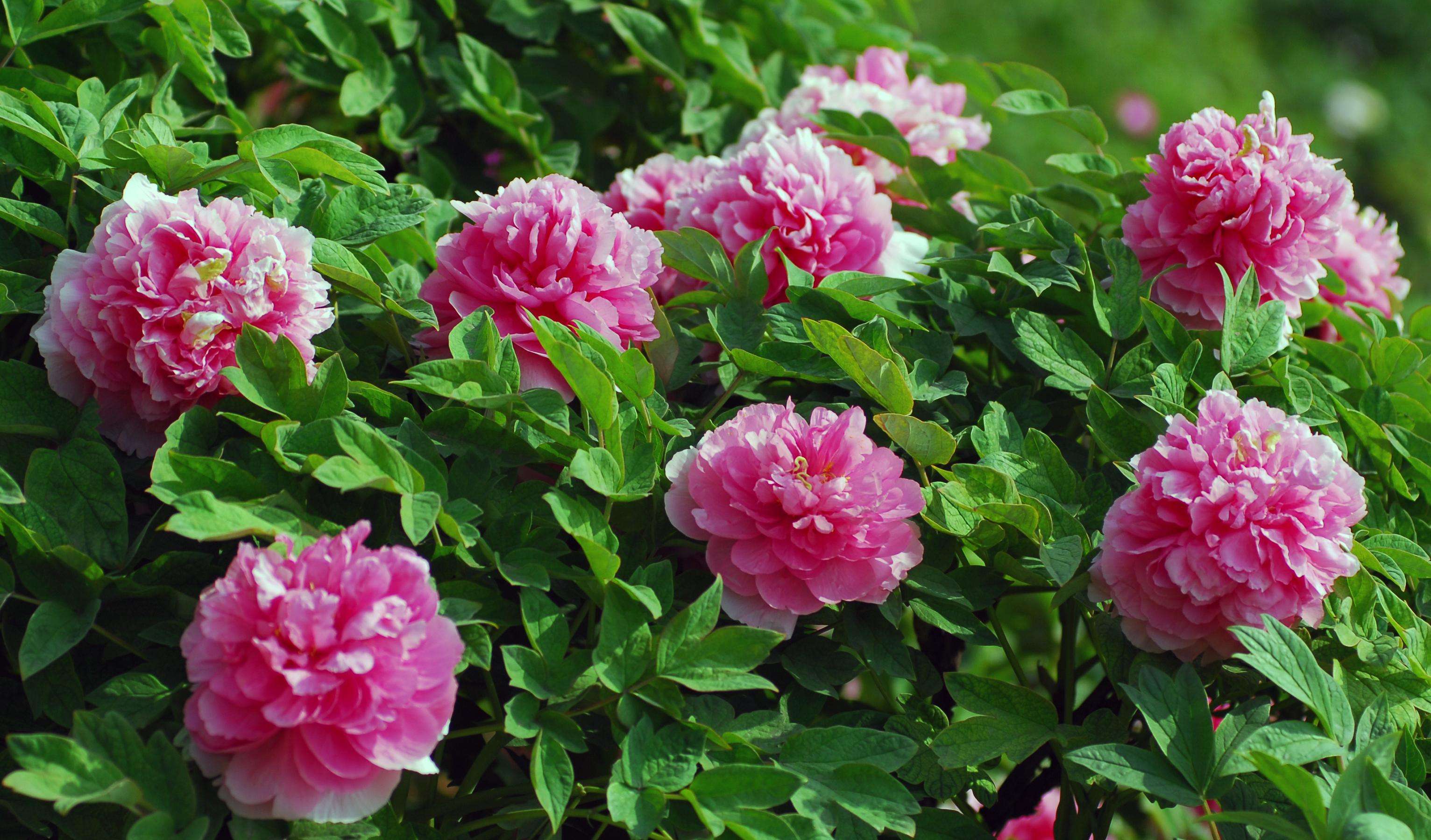 中国花协回应国花评选:只是征集民情,最终结果国家定