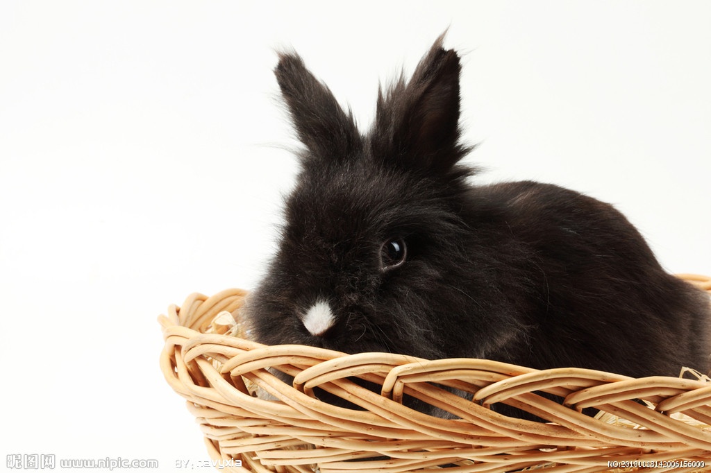 对东北黑兔你了解多少?东北黑兔知识大全