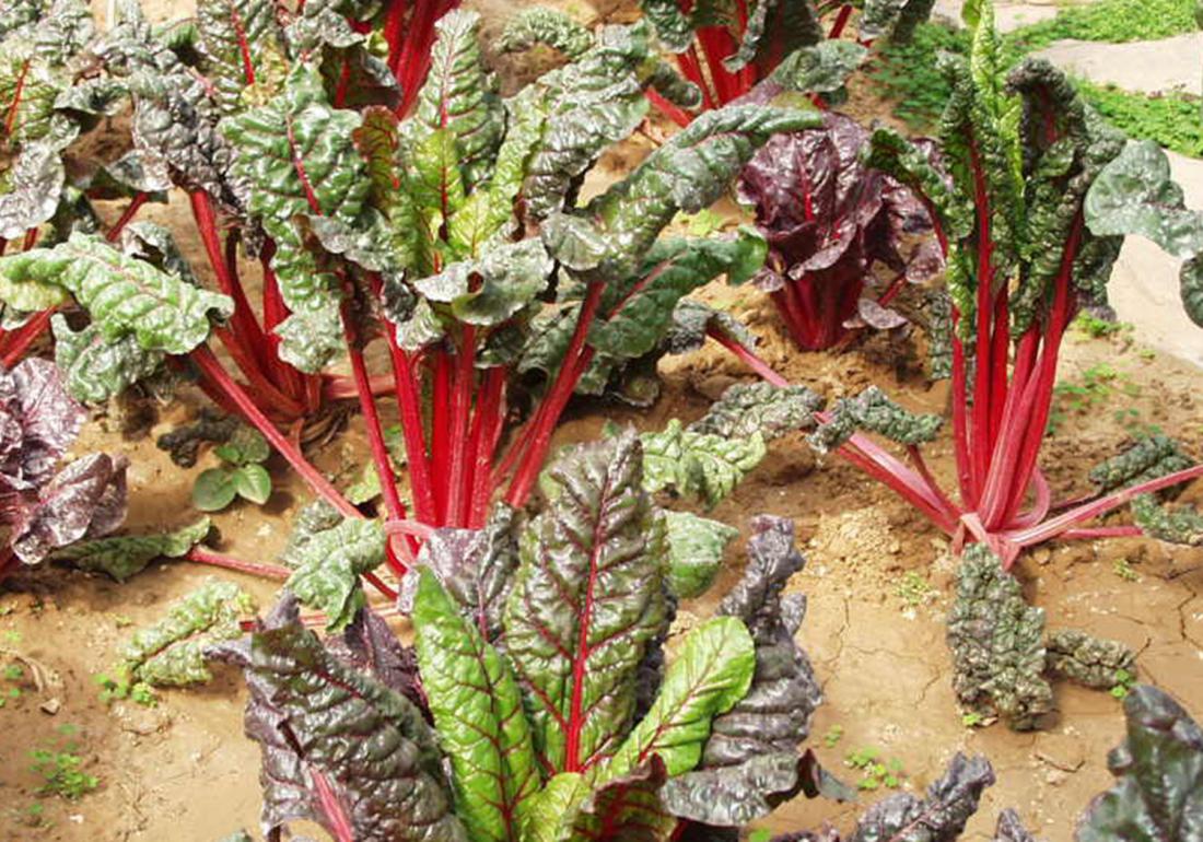 甜菜褐斑病 - 2020年最新商品信息聚合专区 - 百度爱采购