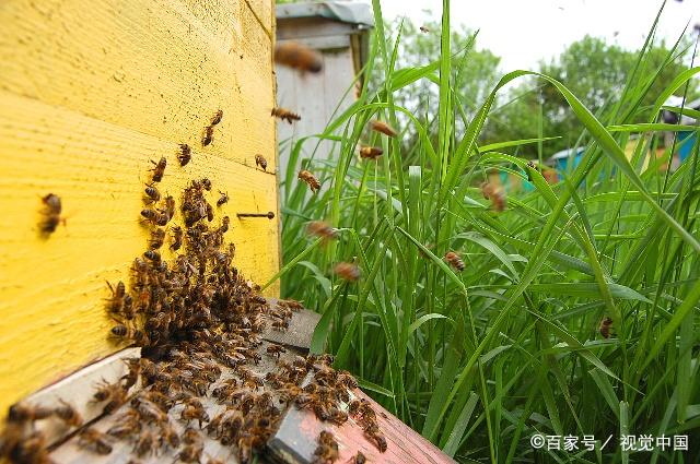 自然分蜂期什么时候结束？