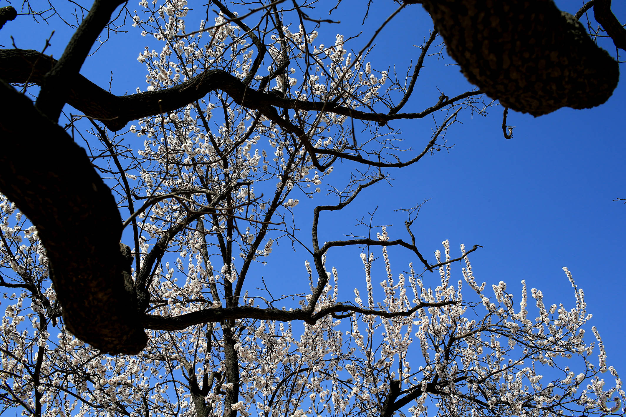 小岳岳老家万亩古杏林杏花盛开,游人惊呼"美翻了"