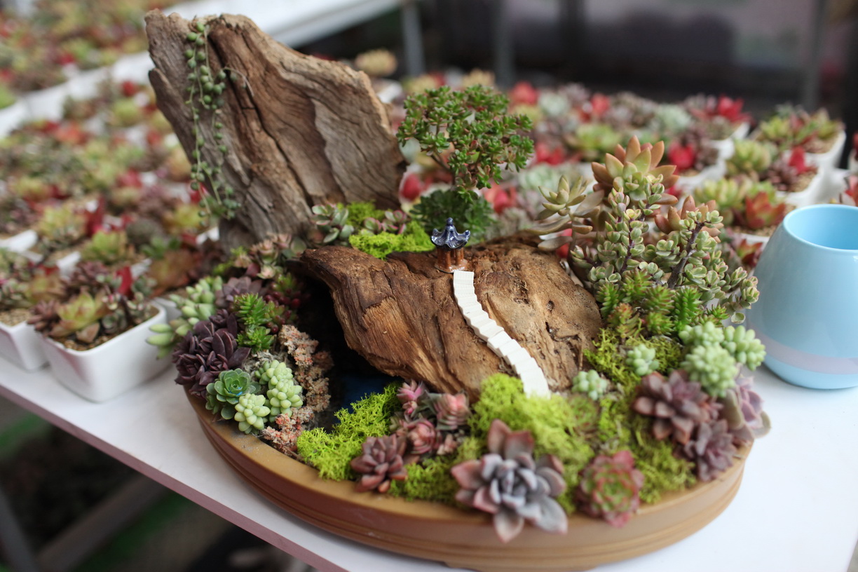 他们用烂木头做多肉盆景 一年挣了两百多万