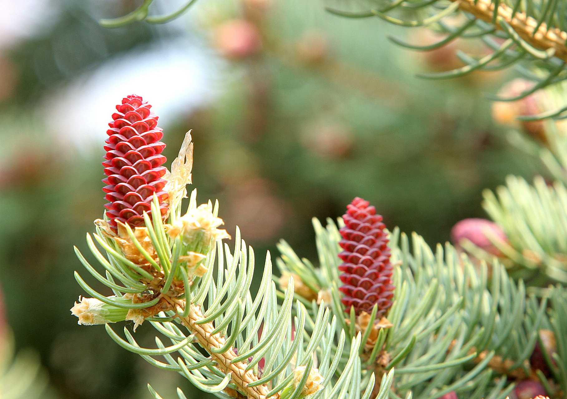 阿拉斯加"醉树"黑云杉  黑云杉,冠状伞形树冠,是一种常绿乔木.