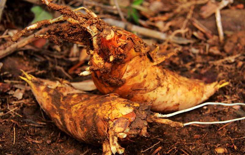 冬天楠竹笋毛竹笋冬笋怎么挖?收购已经开始了,脱贫致富技术来了