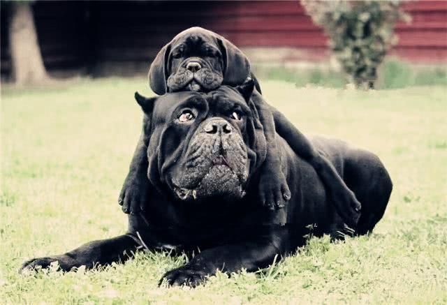 世界十大恶犬排行榜!世界第一猛犬有多厉害?
