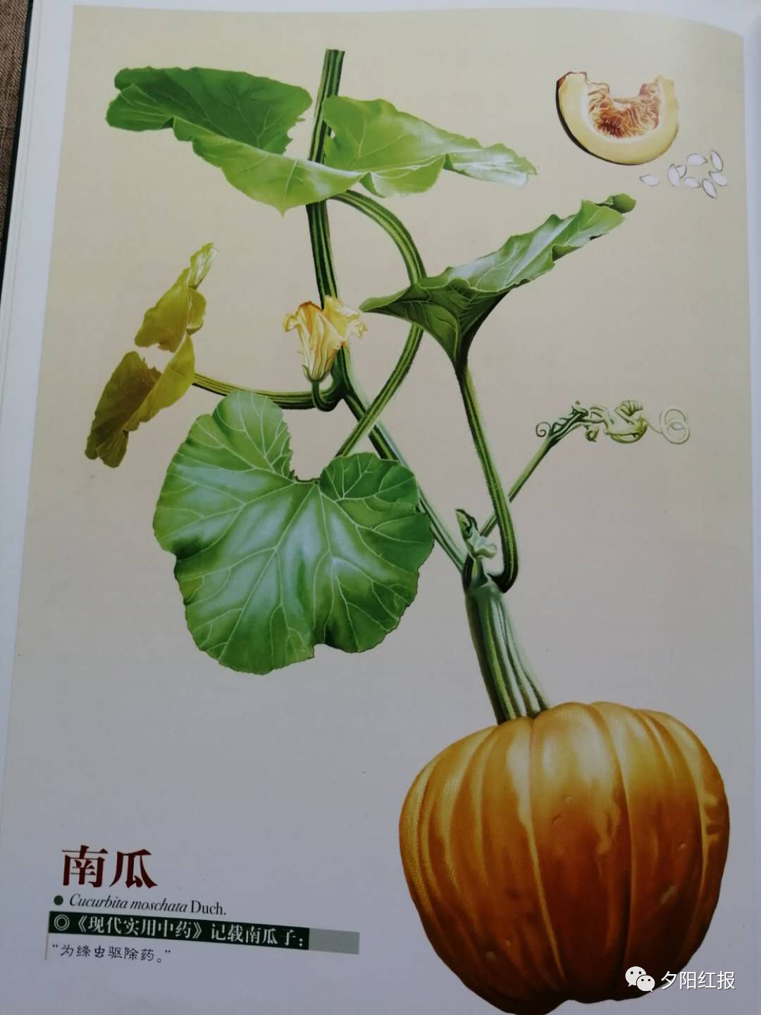 「王景云咏物诗十首」风吹雨润水飞蓟,叶茂花妍现美姿
