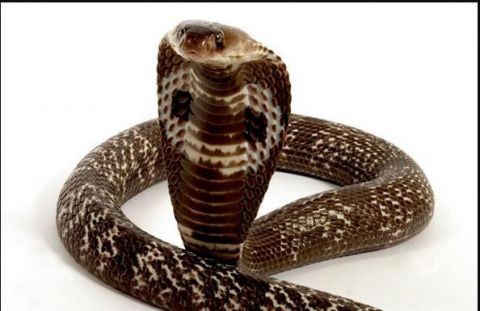 印度教三大神之一"湿婆"的凡间化身,印度人的神物印度眼镜蛇