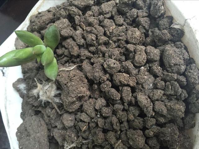 花肥还用花市买?自己搞点"羊粪",盆里放一点就有效果