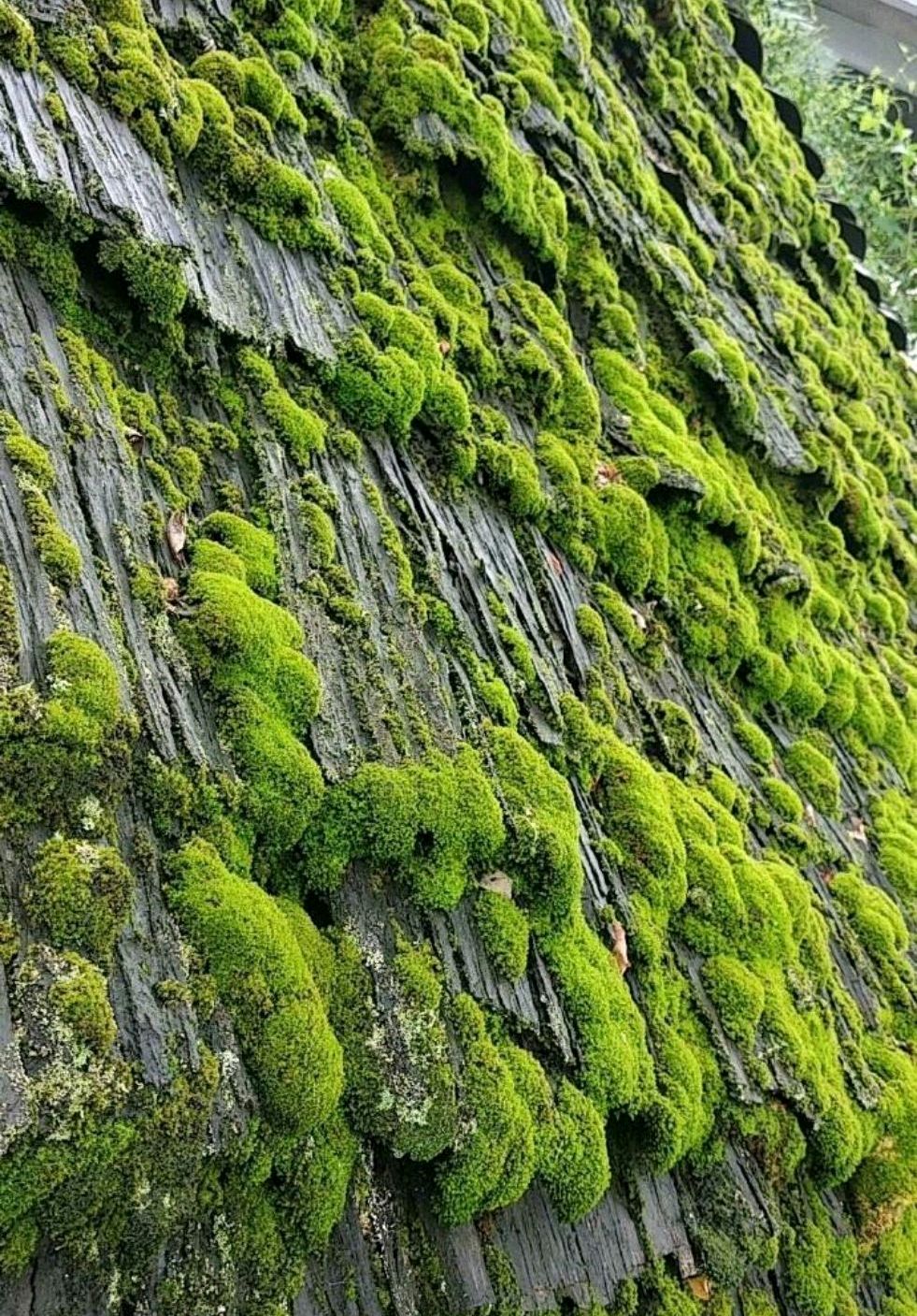她故事:苔花如米,坚守初心,传递正能量