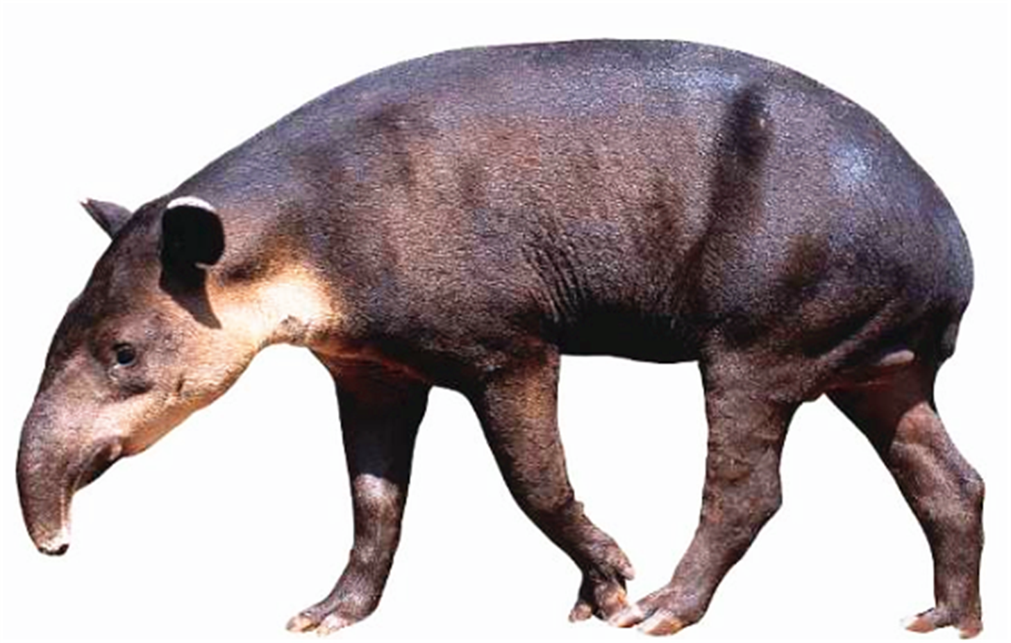 除了东南亚尚存其"近亲"--亚洲貘外,貘的其他