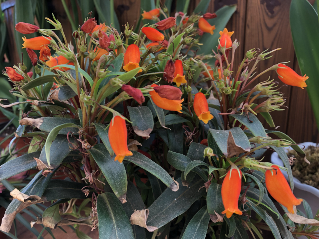 小岩桐花:橙红色的花朵与绿叶相映成趣又不失格调