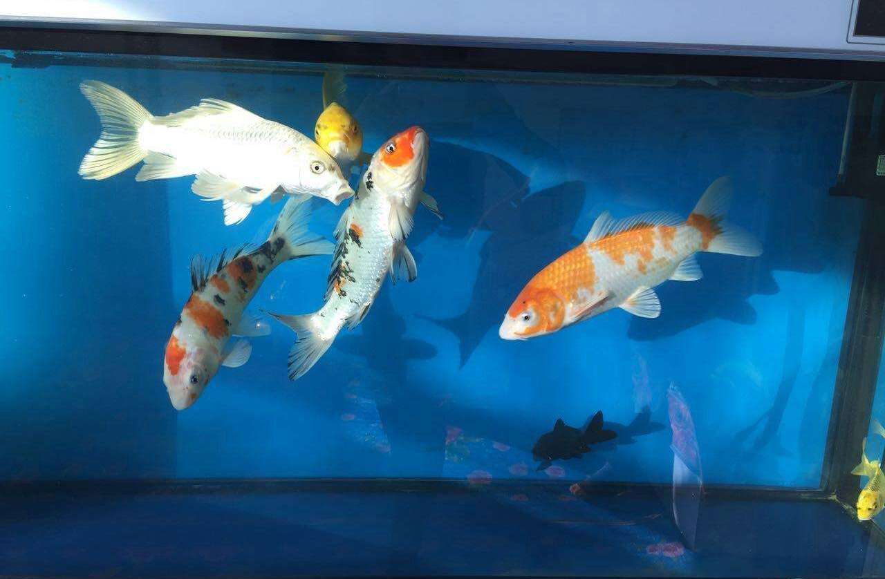 鱼缸- 优质问答专区