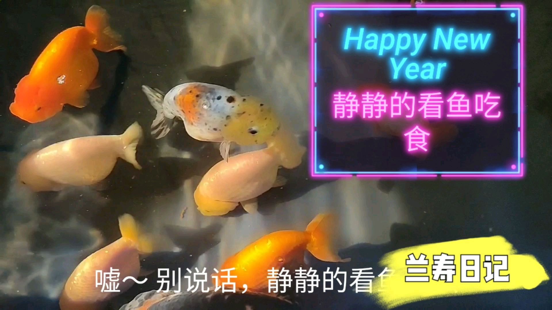 静静的看着鱼儿吃食儿 这是养鱼人最出神的时候 全身心放松
