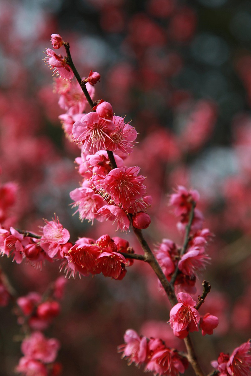 三千年传承的梅花,不仅是岁寒三友,花中四君子之一!更是南京市的市宠.