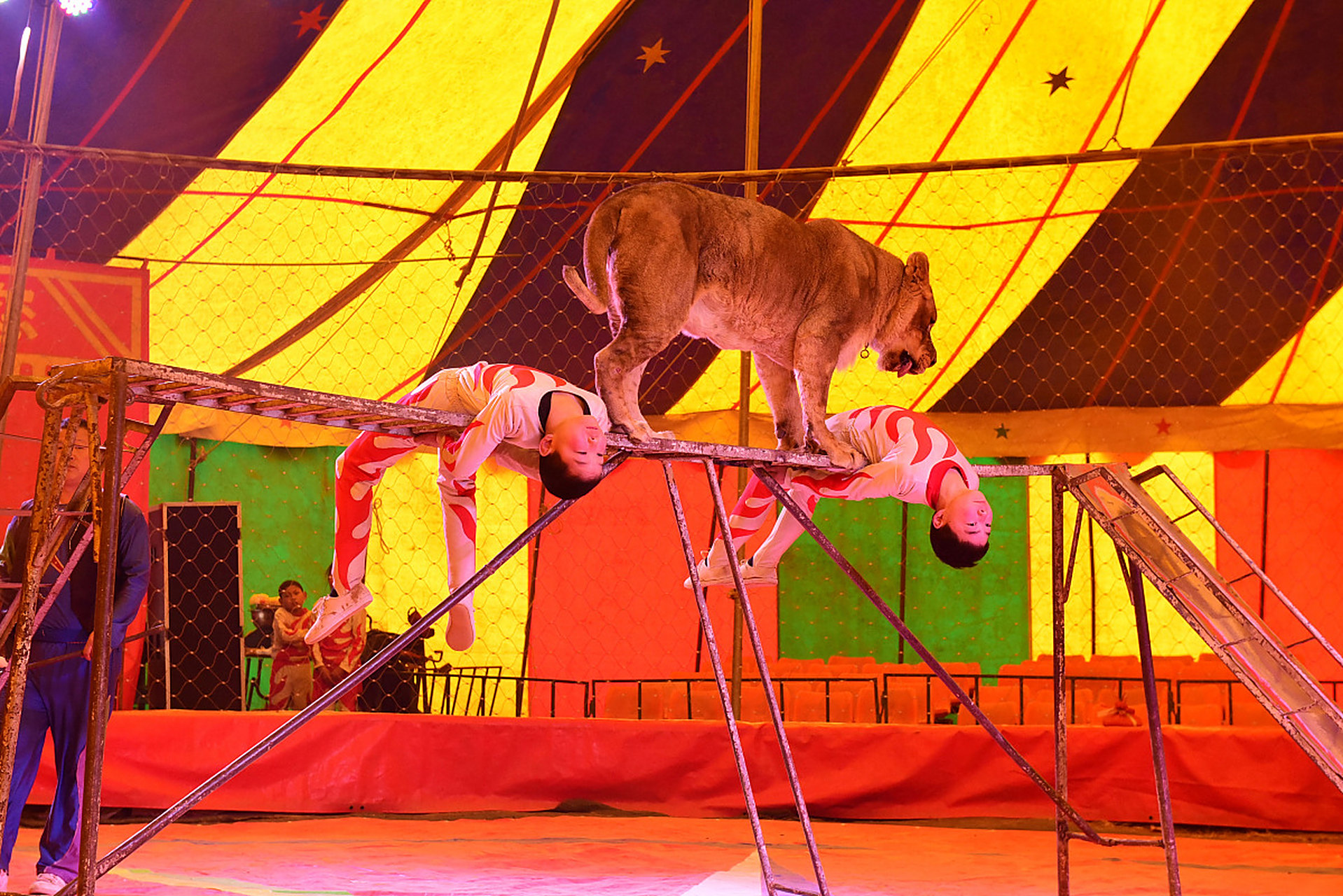 保护野生动物,公安机关盯上动物园,马戏团