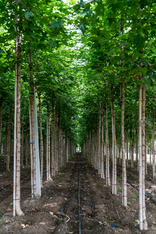 苗木- 热门商品专区