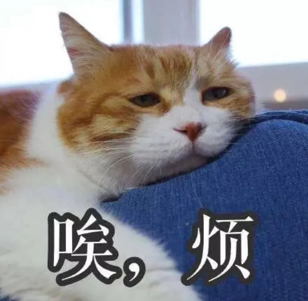 心虚猫猫表情包图片