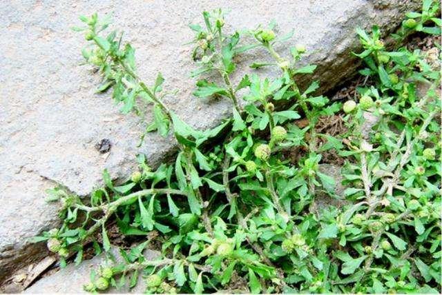 什么是"鹅不食草",鹅都不肯吃的草,会有什么功效呢?