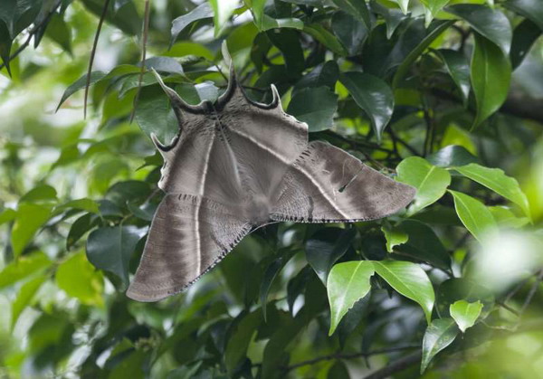 男子早晨起床,见卧室窗外挂着一只大风筝,拉开窗帘一看吓坏了