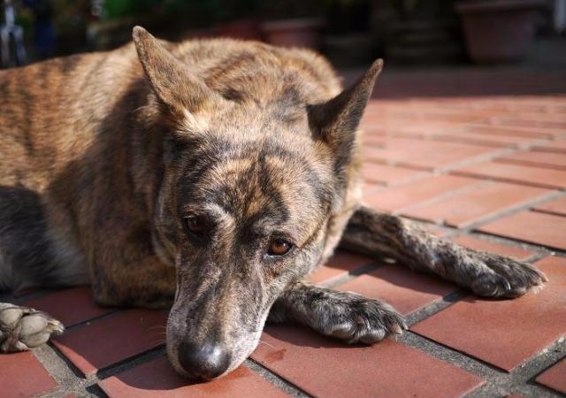 真正虎斑犬图片