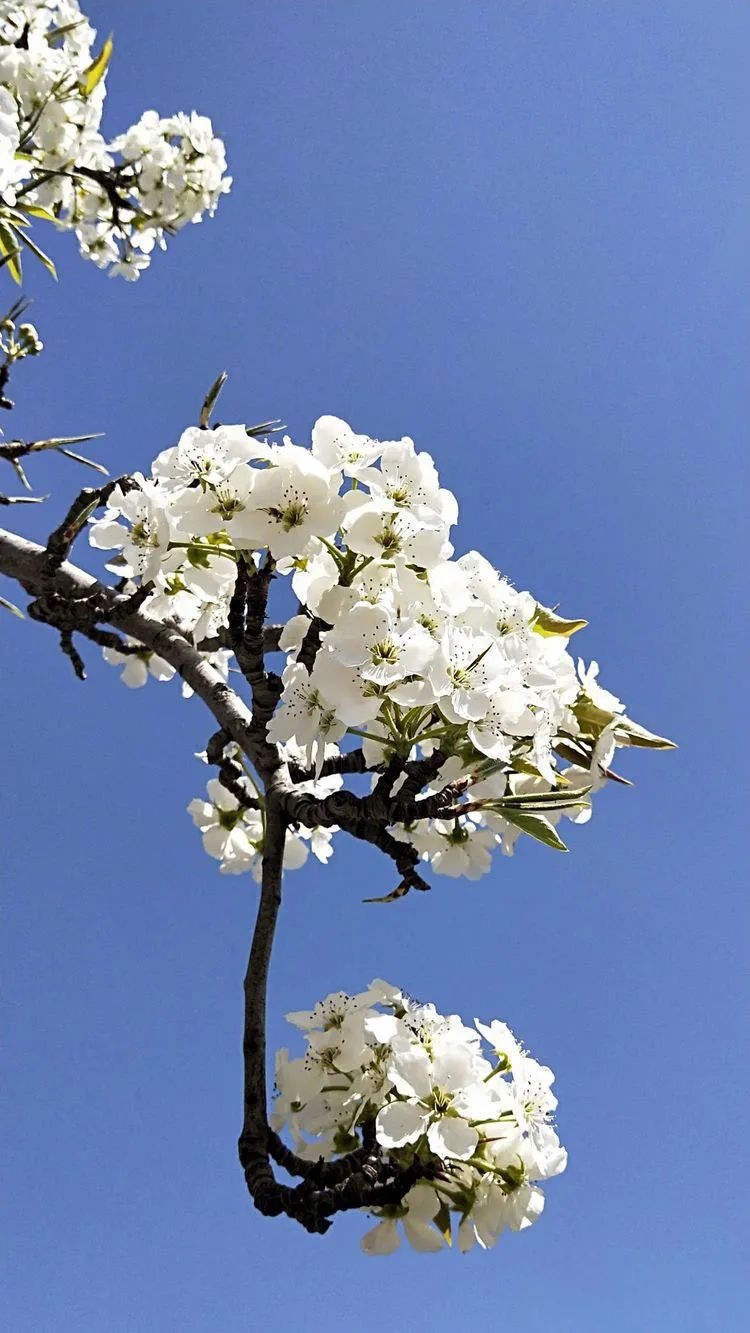 龙门镇:人间四月芳菲尽,龙门梨花始盛开