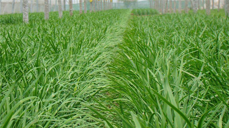 星星讲三农:绿色蔬菜韭菜,农民朋友该如何正确的种植?