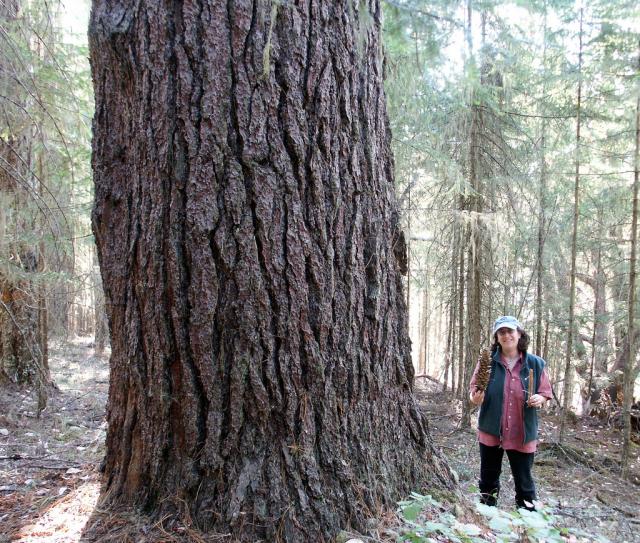 糖松,可分泌"松糖"的松树,国内没有,味道比枫树的糖还好吃