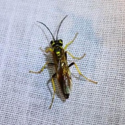 小麦叶蜂知识科普,这些不能错过,应该让更多人知道!