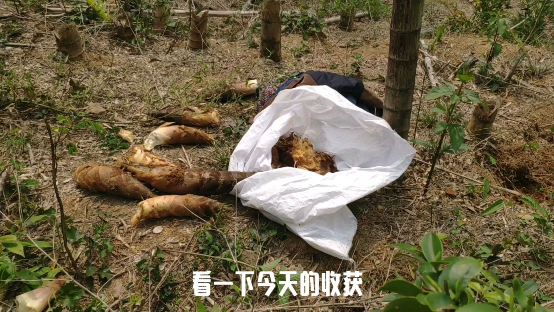 去年的冬笋都没人去挖,现在直接变成春笋了,价格直线下降!