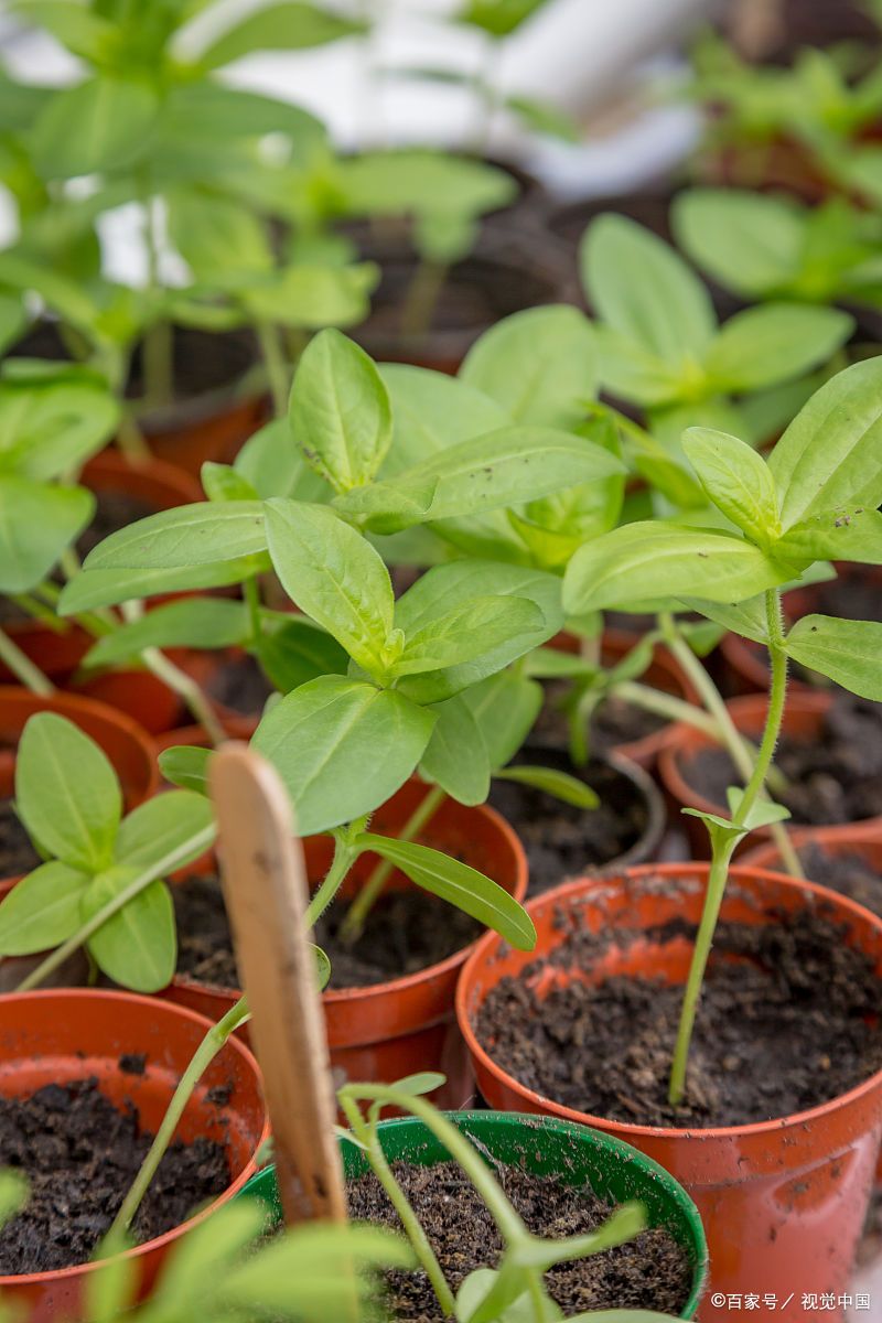 茉莉花的培植:从种子到芬芳的过程