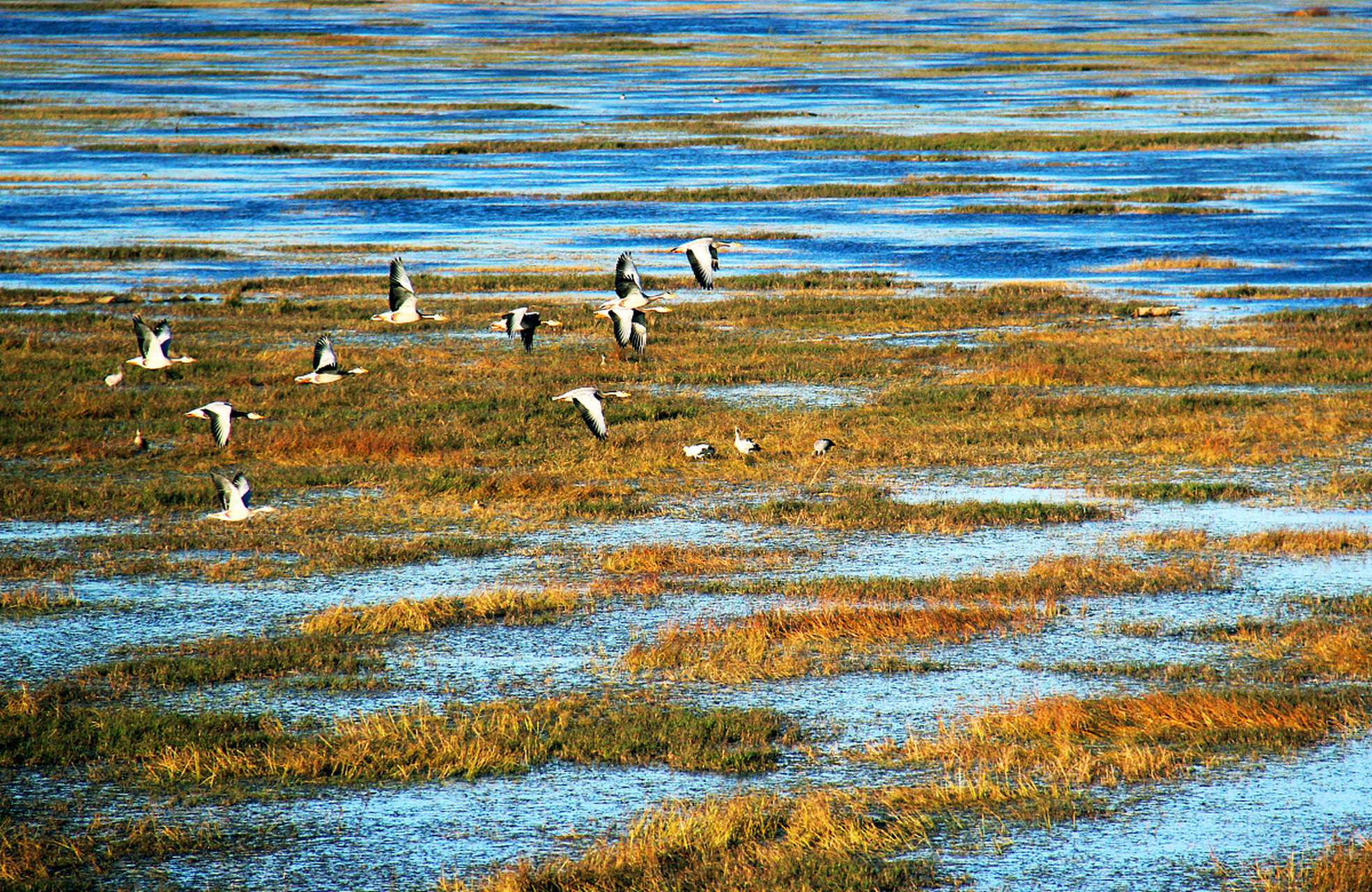 草海湖面海拔2171.7米,水域面积46.