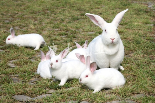 十只兔子照片图片