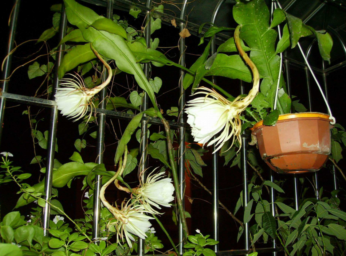 昙花原来这么好养,学会这些养不好都难