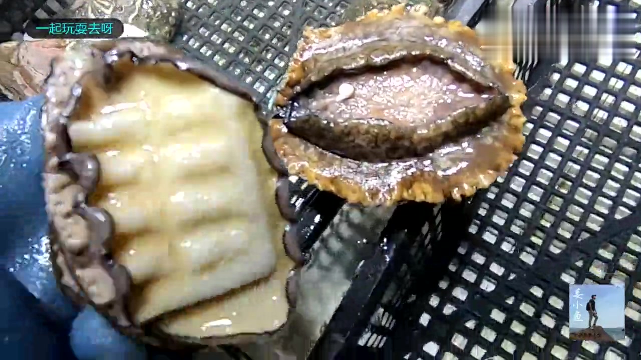 百元一只大鲍鱼真贵啊,和一般鲍鱼有何差别?大连海鲜市场探访
