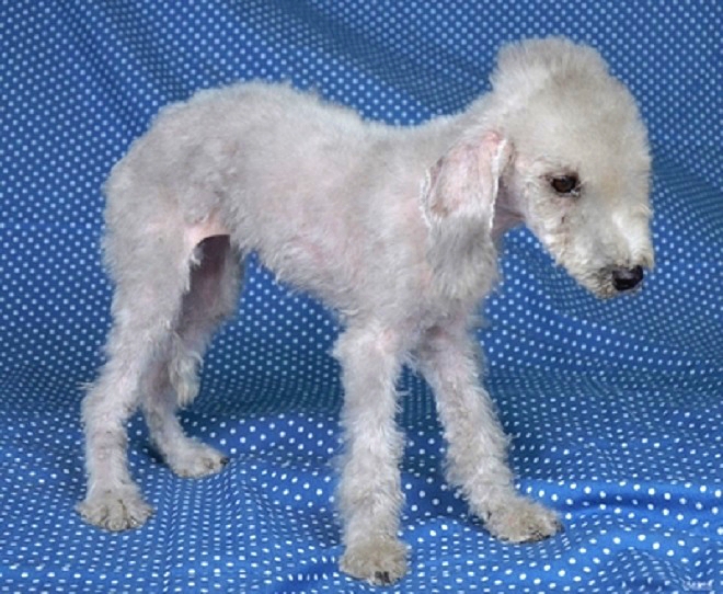 贝灵顿安静时显得十分温顺,没有胆怯或神经质的倾向.