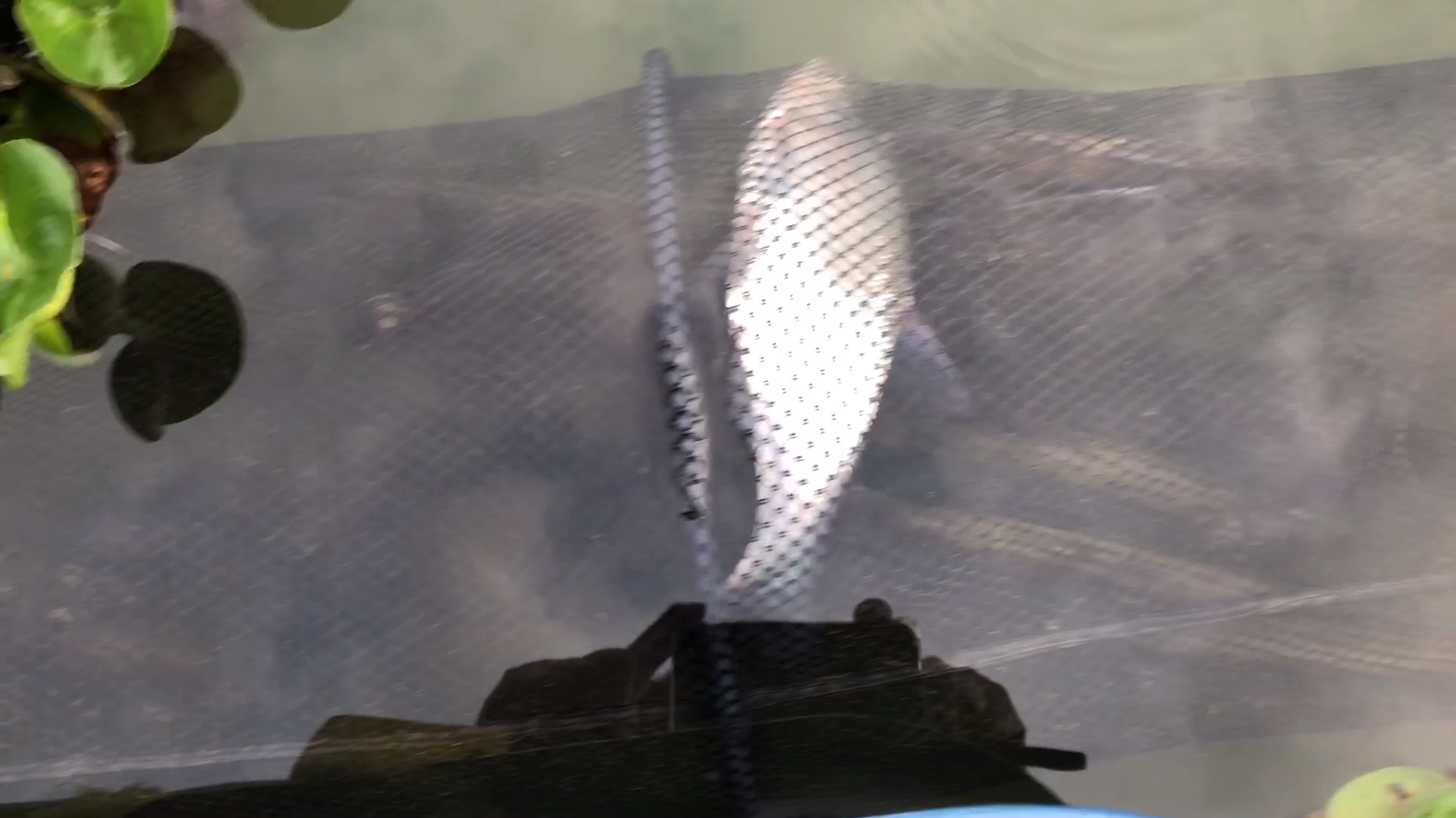 自制钓组连竿中鱼!自制筏钓钓组守底钓鸭嘴翘超好用,爆护很简单