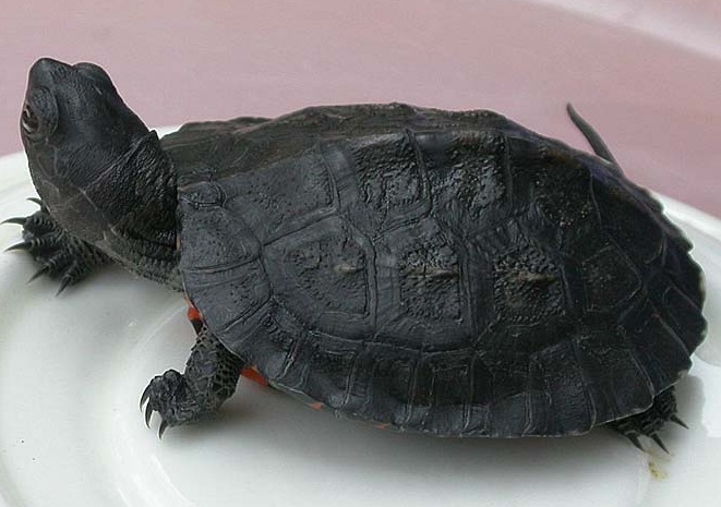 黑颈乌龟600万一只图片