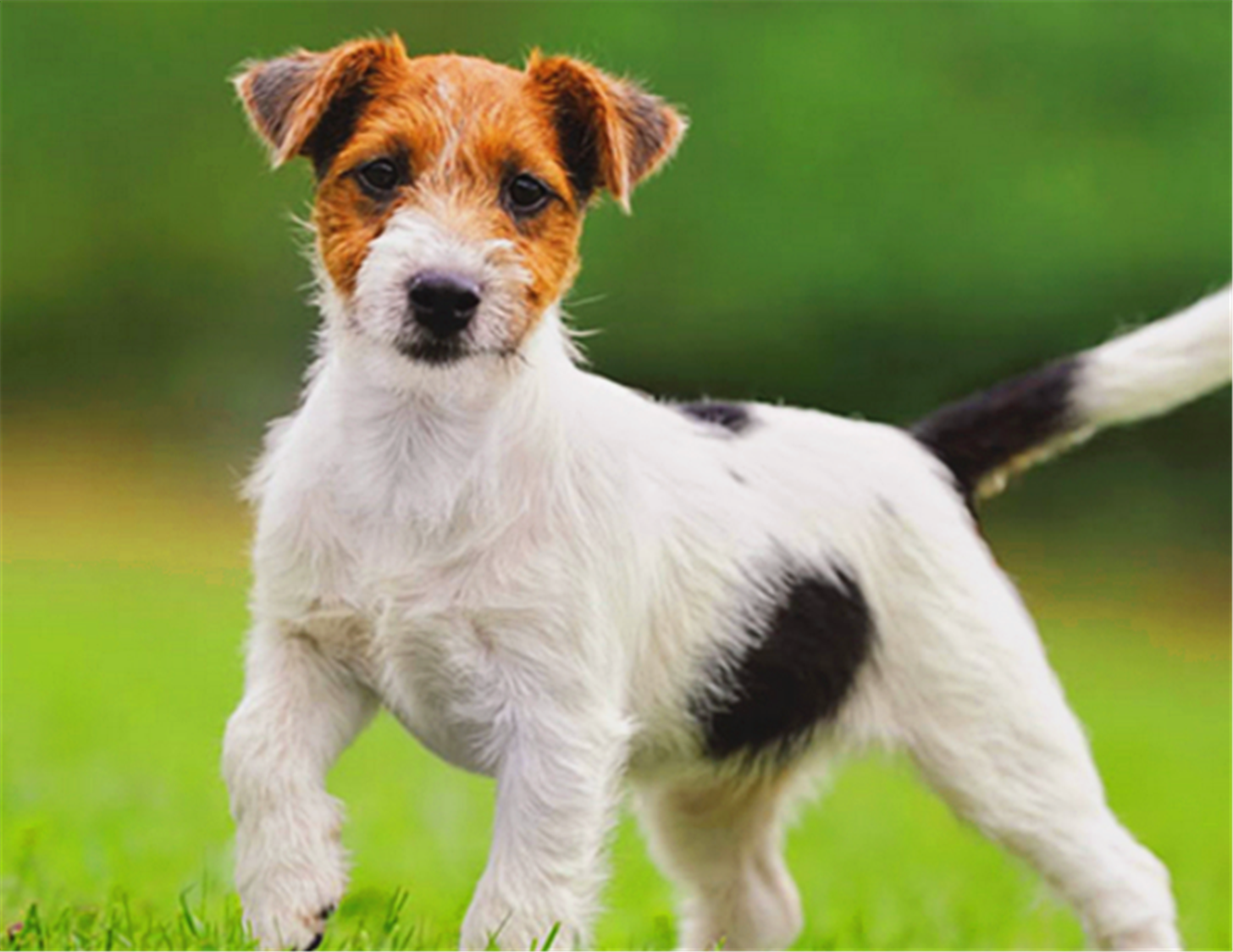 top 5 罗威纳(rottweilers):罗威纳是一种非常好的家庭犬,他有着强悍