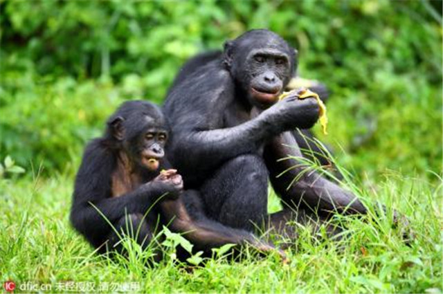 人类既然是猿猴进化来的,那为什么现在的猿猴却没有进化成人类?