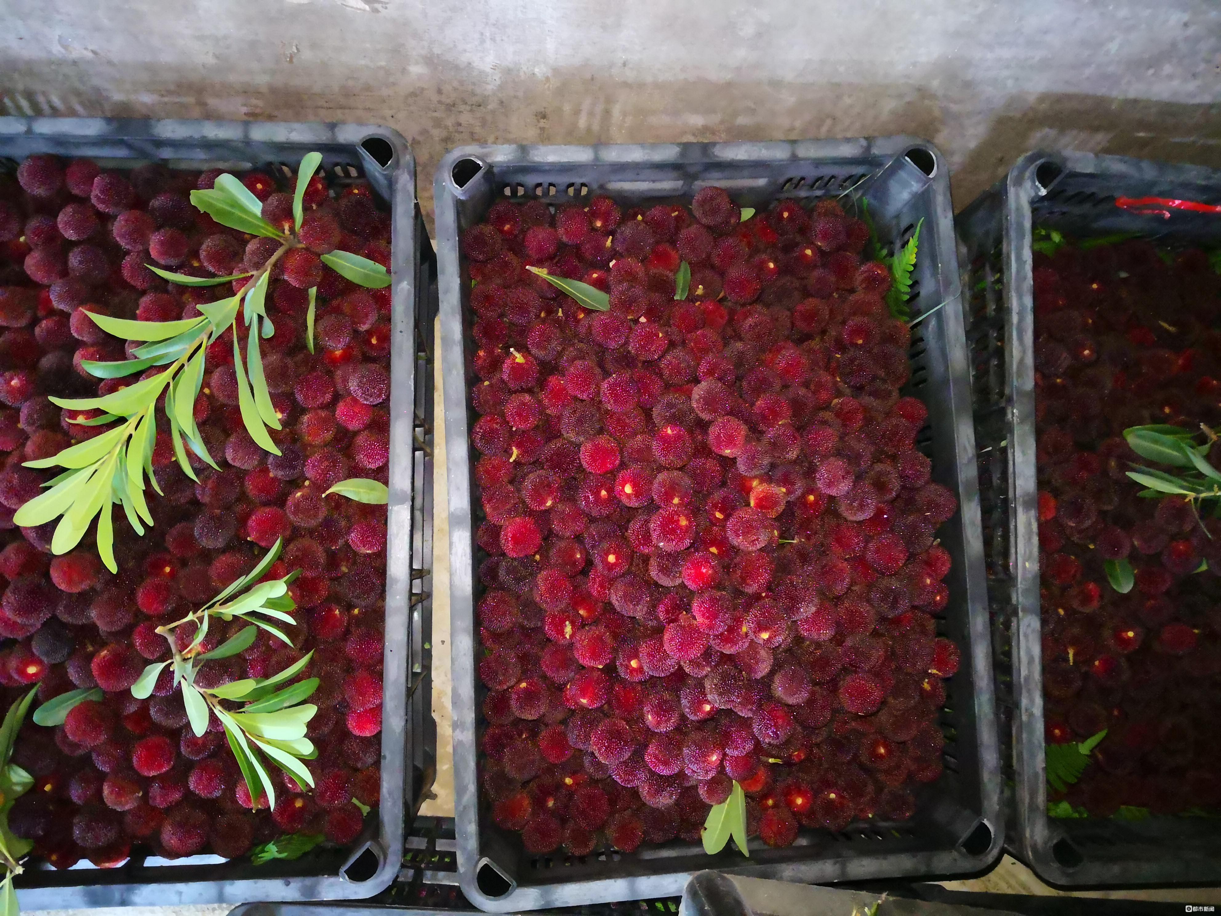 阿栗杨梅熟了!路咋走?乌当交警指了9条道