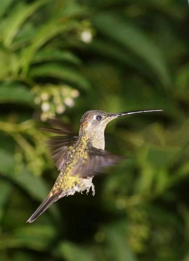 行行摄色摄影师海狐(宋晔)哥斯达黎加作品分享
